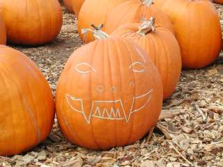 Pre Carved Pumpkin, Nipomo Pumpkin Patch